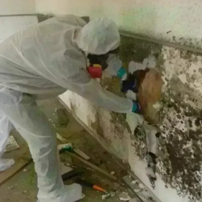 Mold Remediation and Removal in McRae, GA